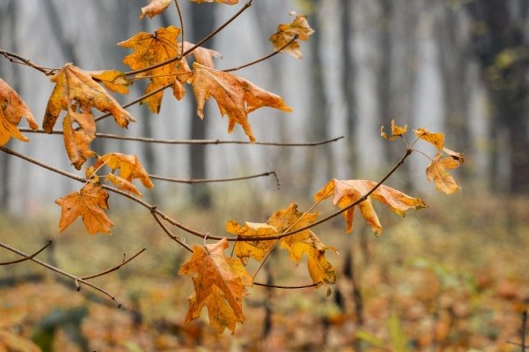 Maple Tree