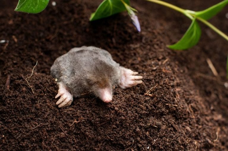 Mole in Garden