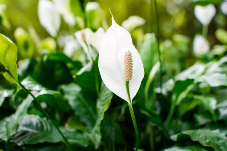 Peace Lily Outside