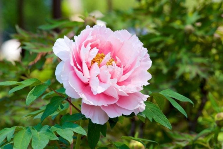 Peony