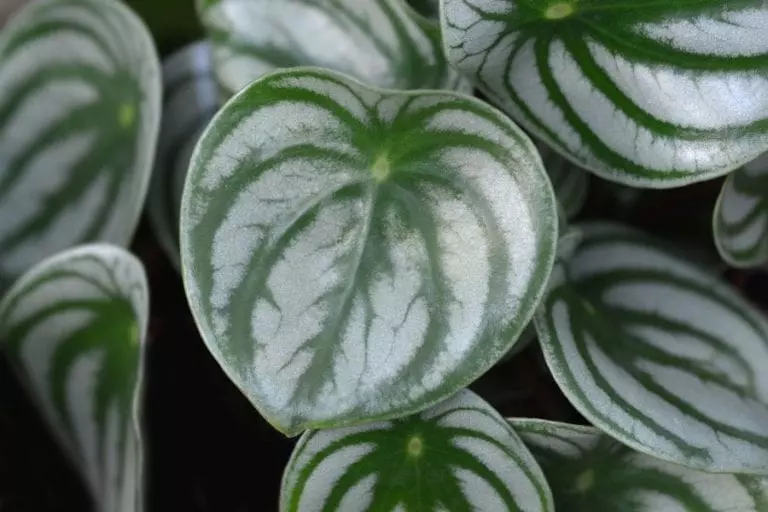 Peperomia