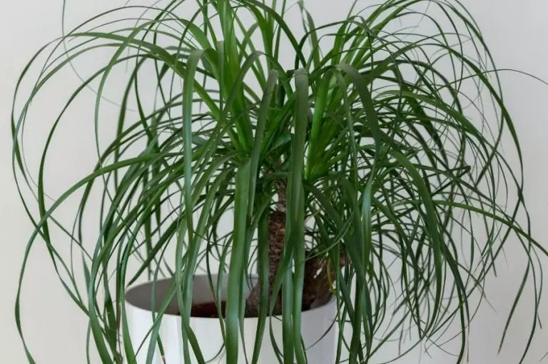 Ponytail Palm