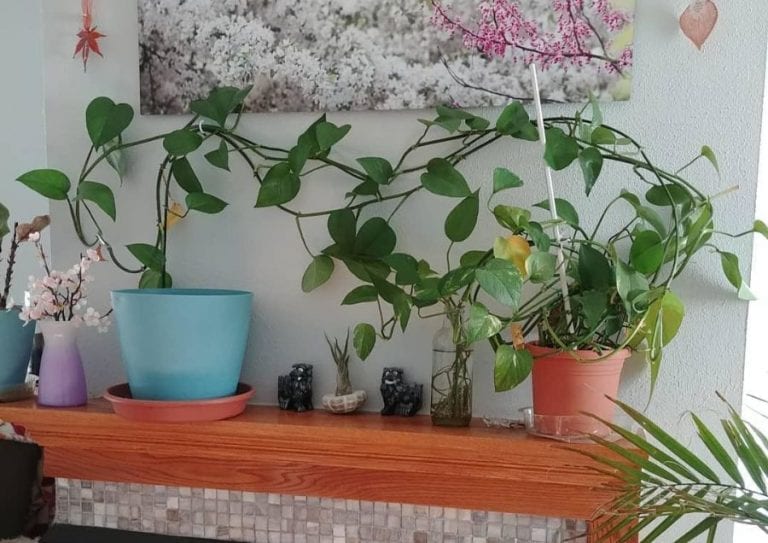 Pothos