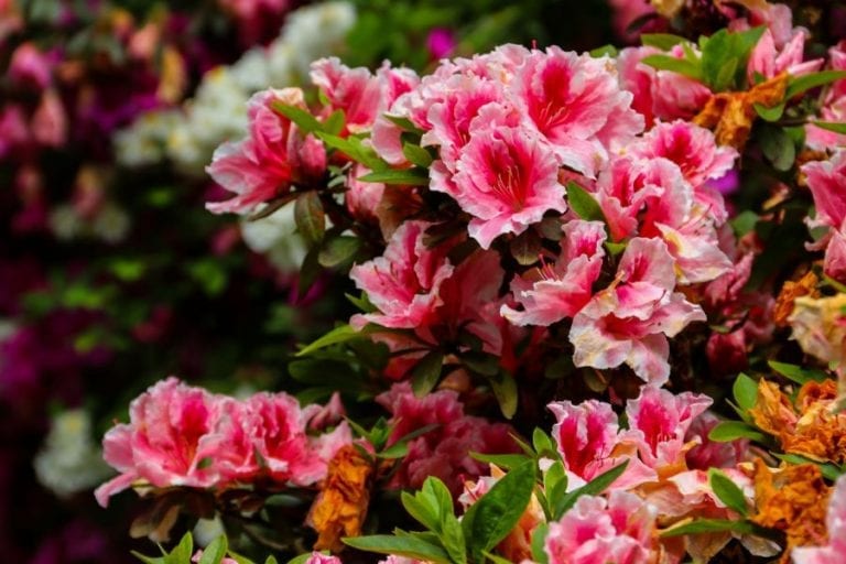 Rhododendron