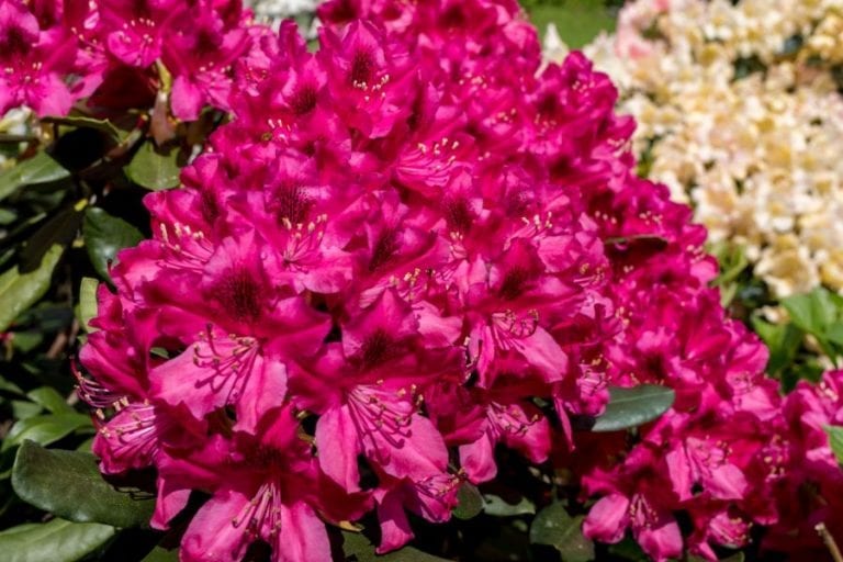 Rhododendron Blooming