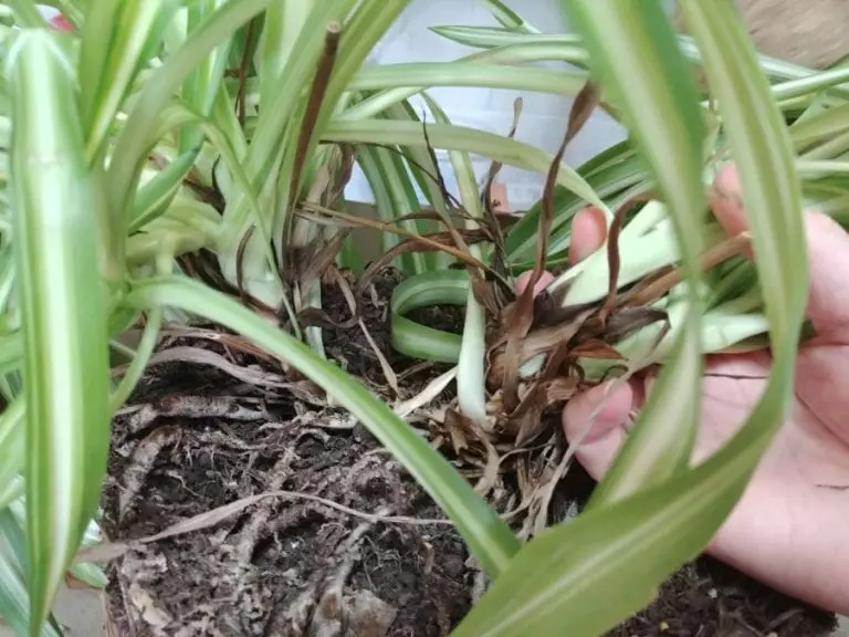 Spider Plant