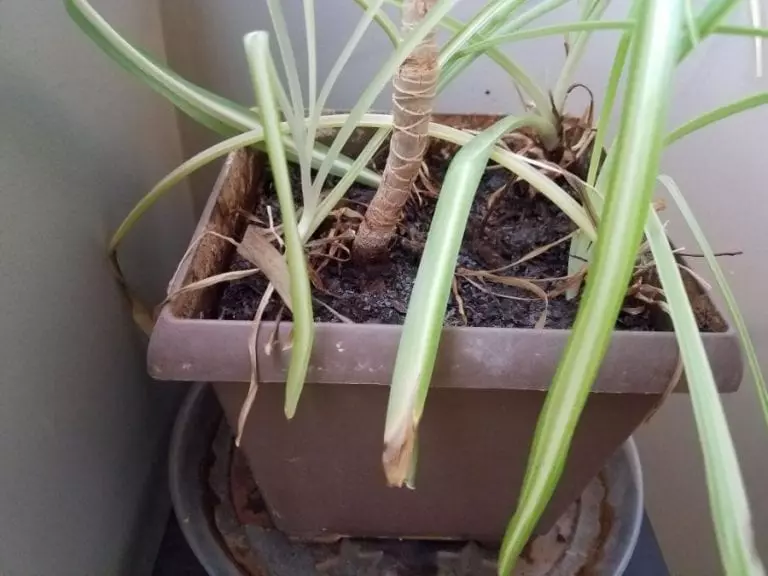 Spider Plant with Brown Tips