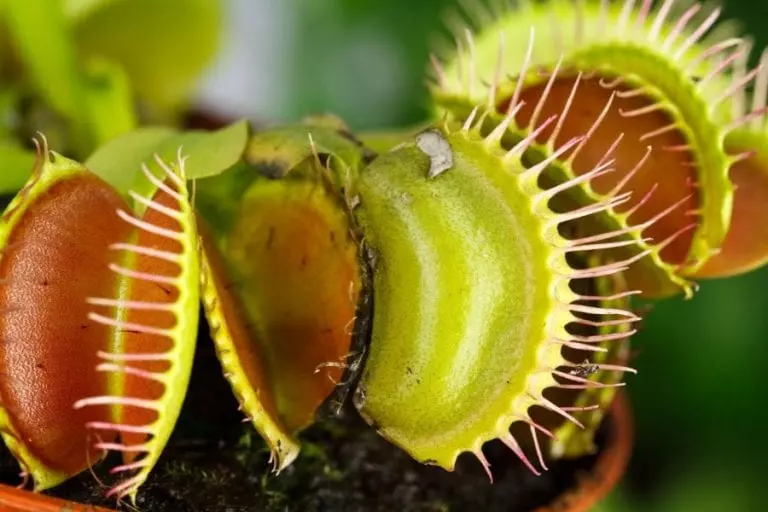 Venus Fly Trap Turning Black