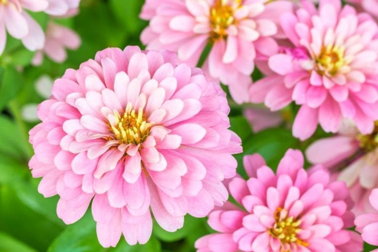 Think Zinnias Are Fleeting? Think Again Here's Their Exceptional