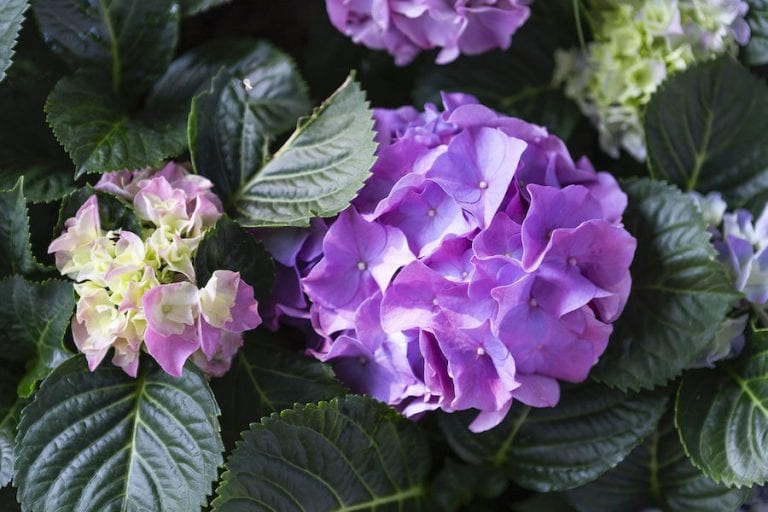 Purple Hydrangea