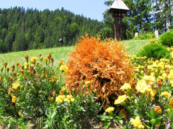 6 Clear Ways to Tell If Your Arborvitae Is Dying - The Practical Planter