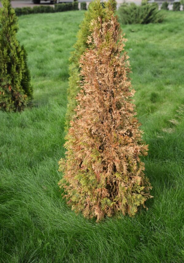 6 Clear Ways to Tell If Your Arborvitae Is Dying - The Practical Planter