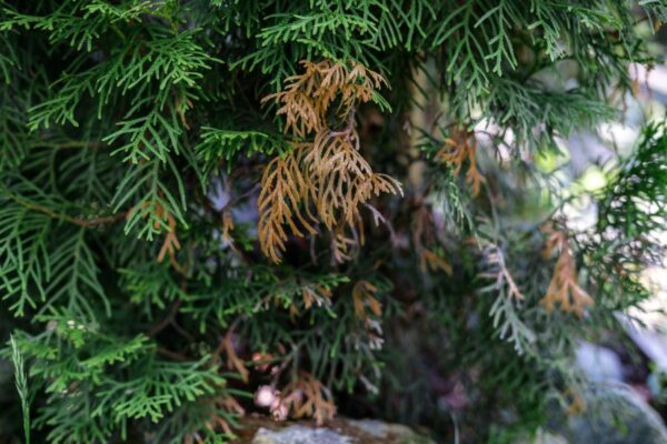 6 Clear Ways to Tell If Your Arborvitae Is Dying - The Practical Planter