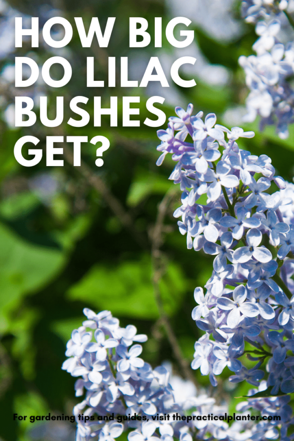 Let Those Lilacs Soar! Secrets to Growing Them Sky-High - The Practical ...
