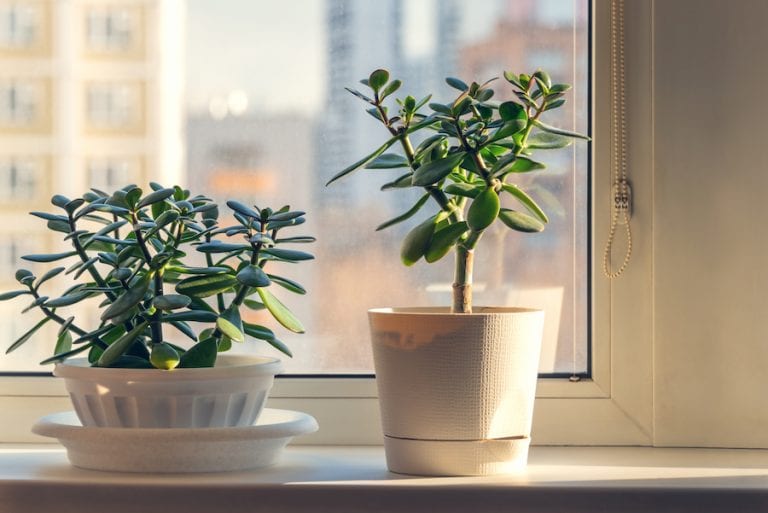 Jade Plants on the windowsill