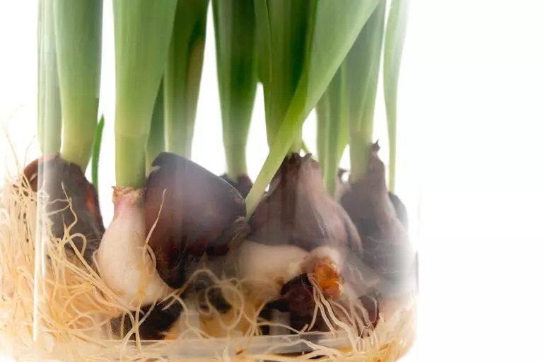 Growing tulip bulbs indoors in water