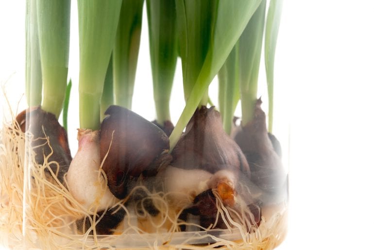 What to Do with Tulip Bulbs After They Bloom in Water The Practical