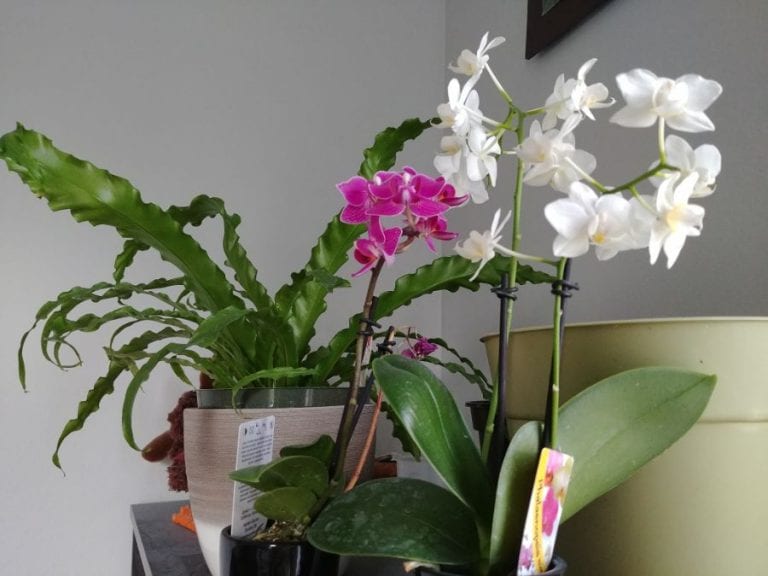 Orchid