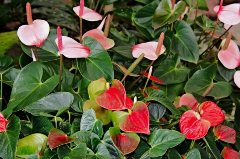 Anthurium