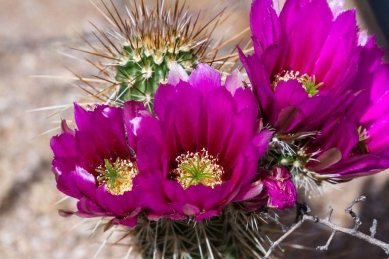 Blooming Cactus