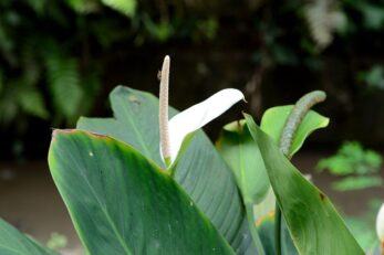 Can Peace Lilies Be Planted Outside? (And What Are the Ideal Conditions