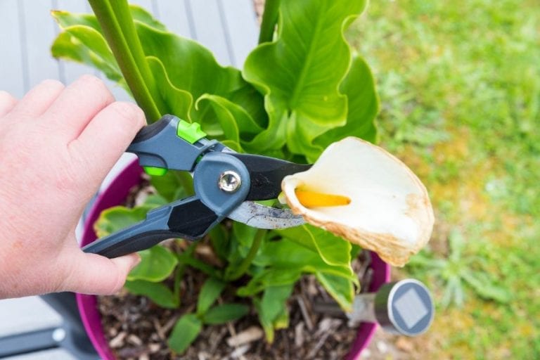 Calla Lilies