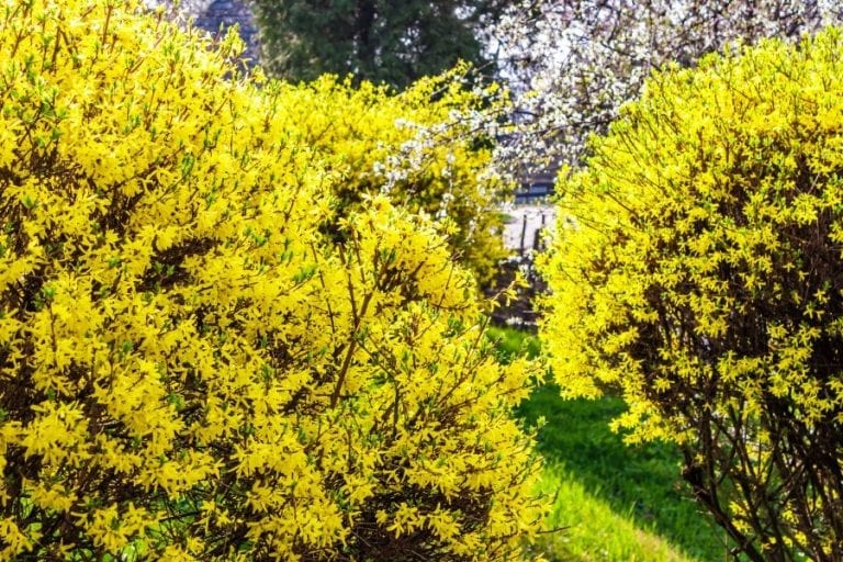 Forsythia Shrub