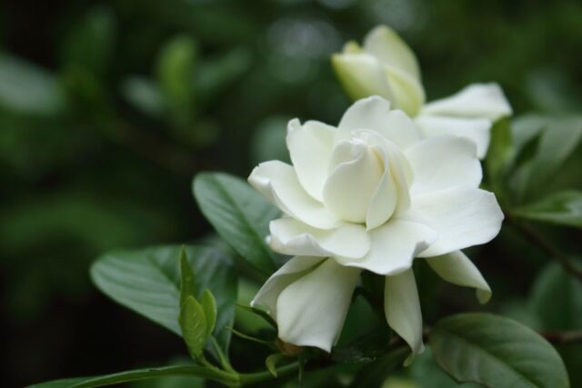 When Do Gardenias Bloom? (And How to Encourage It) - The Practical Planter