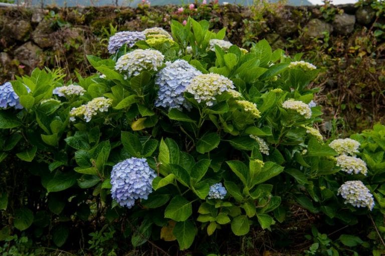 Hydrangeas