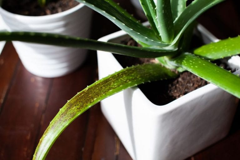 Browning Aloe Vera