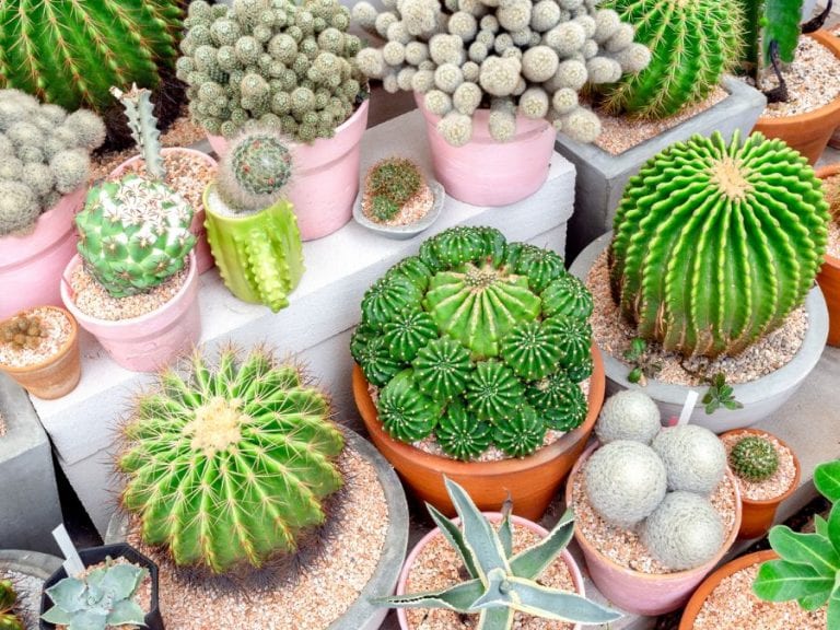 Cactus
