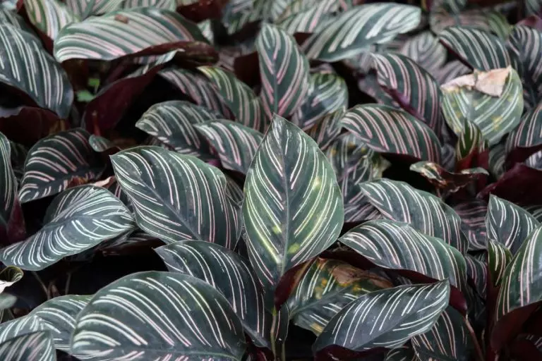 Calathea