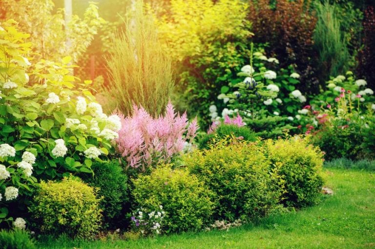 Hydrangeas