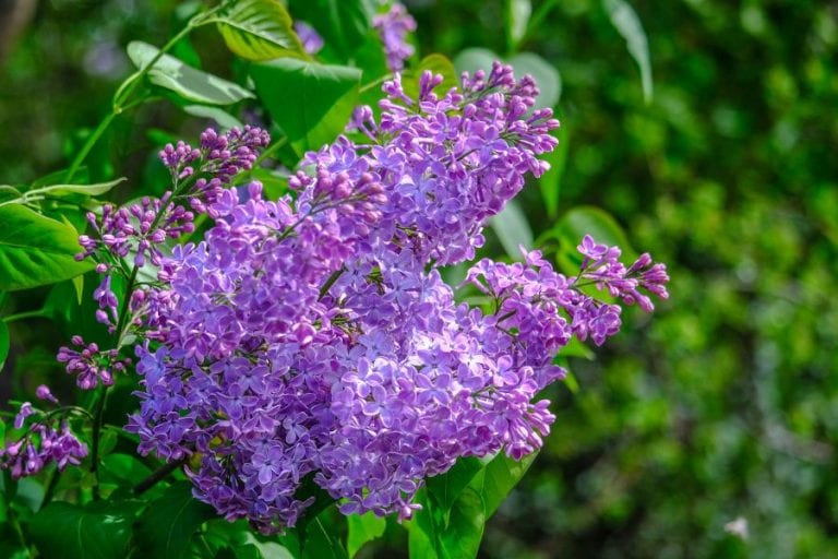 Lilac