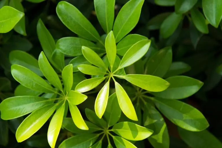 Umbrella Plant
