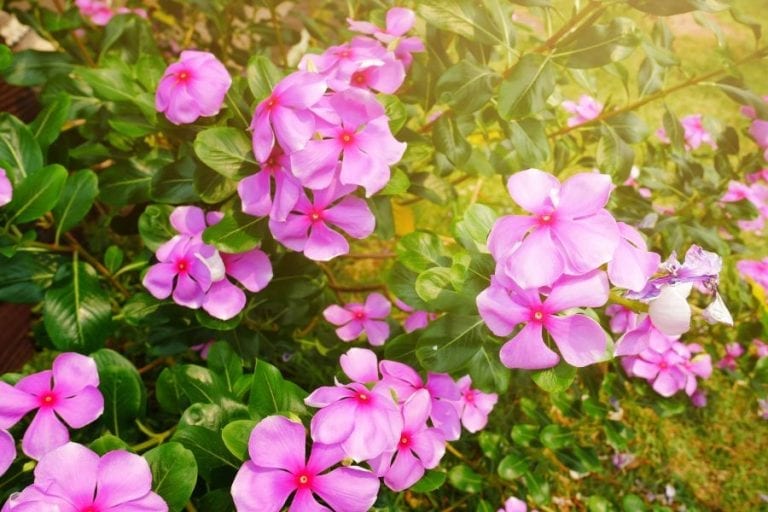 Impatiens