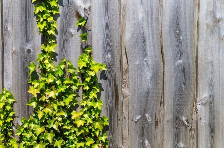 Ivy on Fence