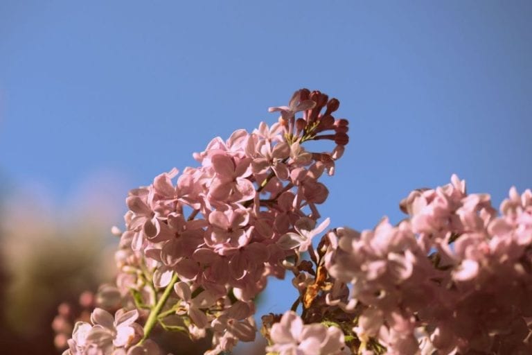 Lilac