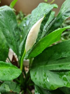 Can Peace Lilies Be Planted Outside? (And What Are the Ideal Conditions