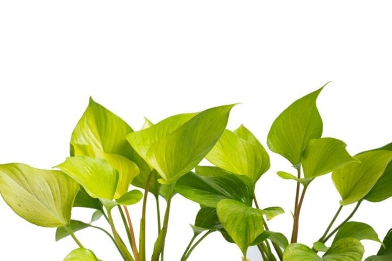 Philodendron