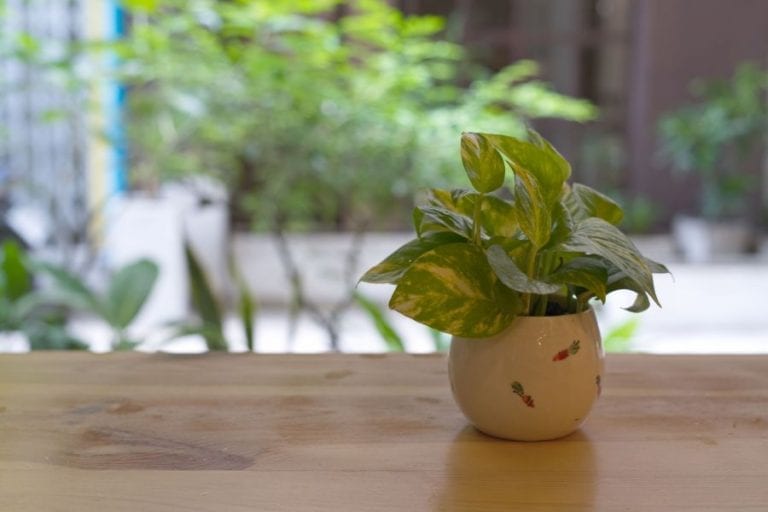 Small Pothos