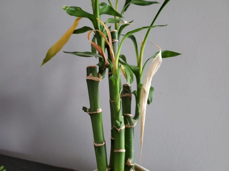 Lucky Bamboo leaves dying