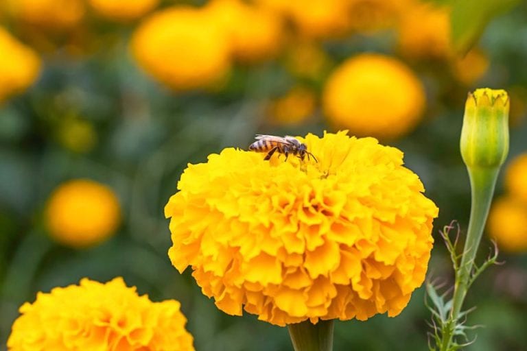 Bee on Marigold