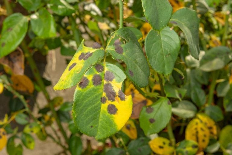 Black Dots on Plant