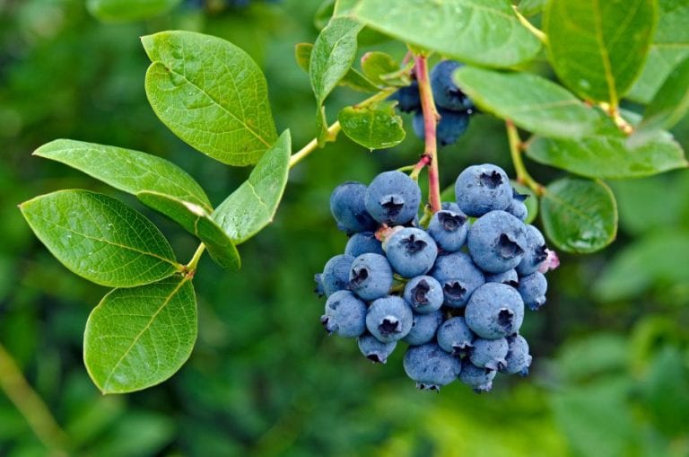 Blueberry Bush