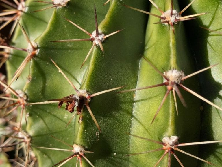 Cactus closeup