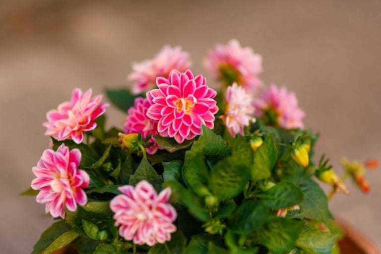 Dahlias flowers