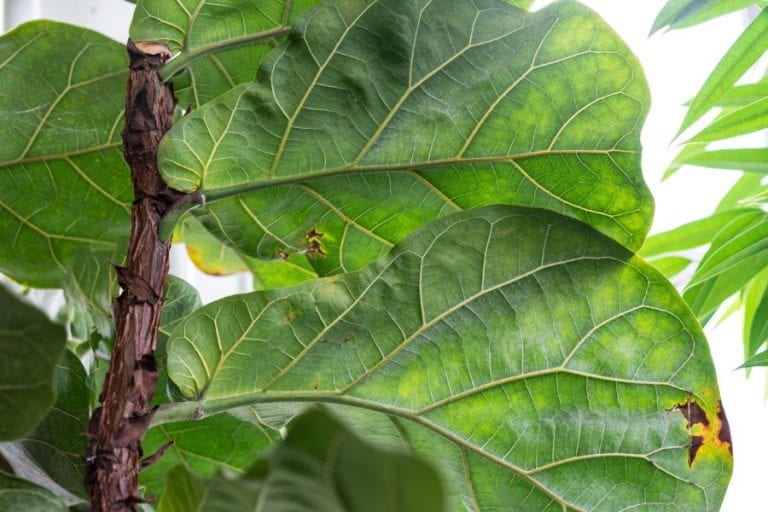 Fiddle Leaf Fig Leaves with Brown Spots