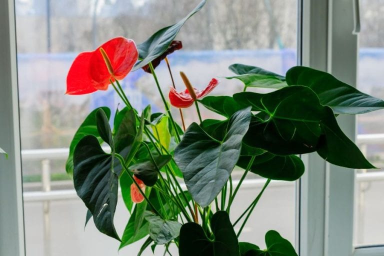 Anthurium