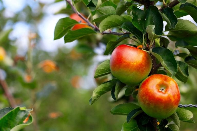 Apple Tree